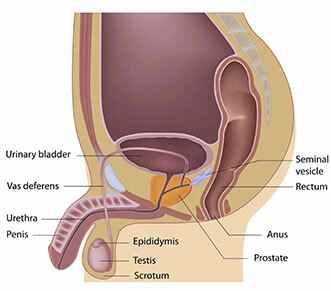 prostate cancer mri anatomy